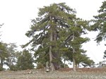 Ancient Black Pine in Troodos mountains Cyprus